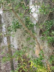 Tillandsia usneoides