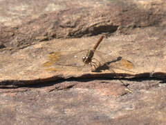 Diplacodes haematodes
