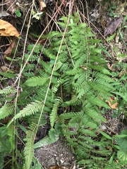 Athyriaceae