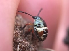 Carpocoris