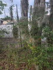 Tillandsia usneoides