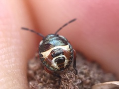 Carpocoris
