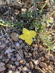 Oenothera hartwegii