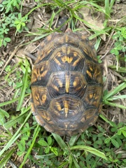Terrapene carolina triunguis