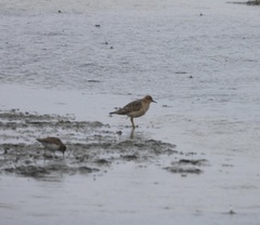 Calidris subruficollis