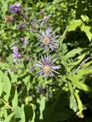 Canadanthus modestus