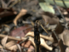 Diplacodes haematodes