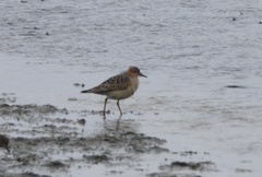 Calidris subruficollis