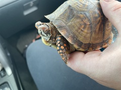 Terrapene carolina triunguis