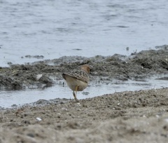 Calidris subruficollis