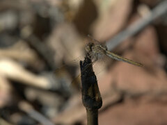Diplacodes haematodes
