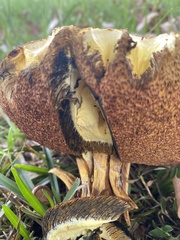 Boletus auripes