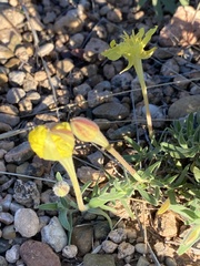 Oenothera hartwegii