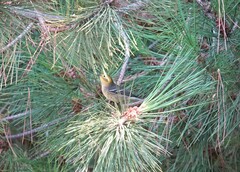 Setophaga occidentalis