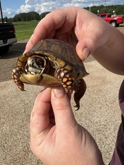 Terrapene carolina triunguis