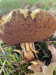 Boletus auripes