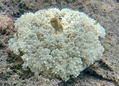 Cassiopea andromeda