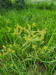 Cyperus erythrorhizos