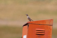 Oreoscoptes montanus