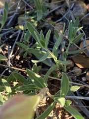 Oenothera hartwegii