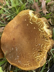 Boletus auripes