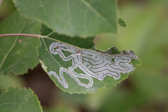 Phyllocnistis populiella