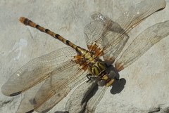 Erpetogomphus designatus