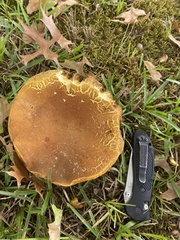 Boletus auripes