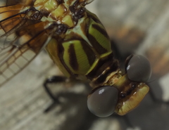 Erpetogomphus designatus