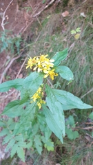 Solidago virgaurea