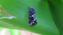 Xanthopastis timais