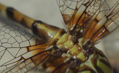 Erpetogomphus designatus