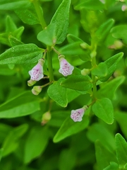 Scutellaria racemosa