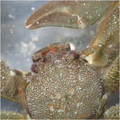 Petrolisthes cabrilloi