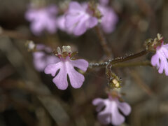Stylidium schizanthum