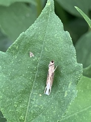 Parapediasia decorellus