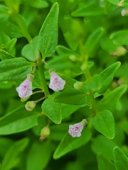 Scutellaria racemosa