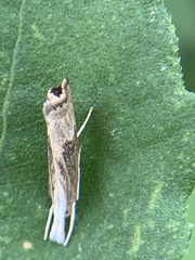 Parapediasia decorellus