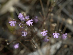 Stylidium schizanthum
