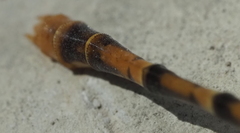 Erpetogomphus designatus