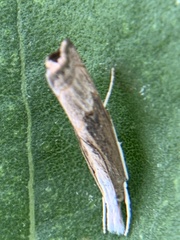 Parapediasia decorellus