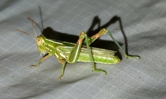 Hesperotettix viridis