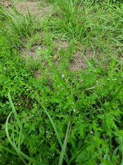 Scutellaria racemosa