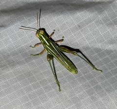 Hesperotettix viridis