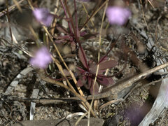 Stylidium schizanthum