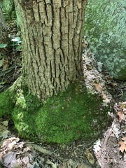 Pseudanomodon attenuatus