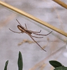 Tetragnatha extensa