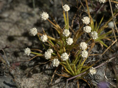 Eriocaulon