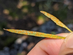 Coleosporium campanulae