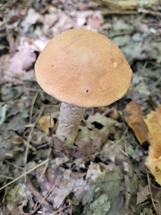 Leccinum aurantiacum